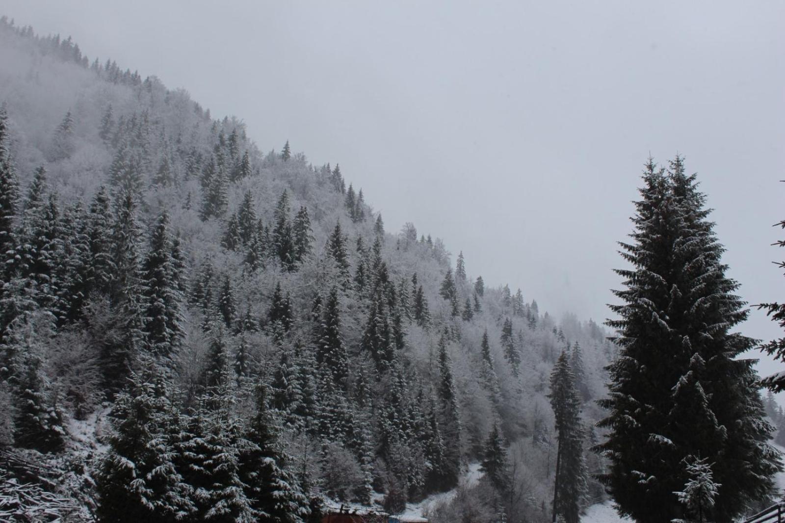 Căsuța de lângă pădure Hotel Moeciu De Sus Exterior foto