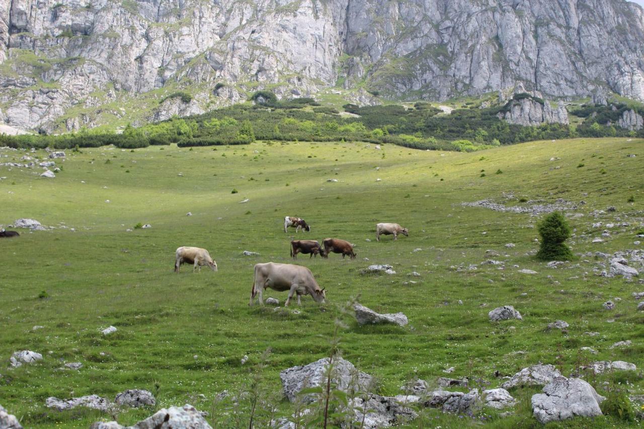 Căsuța de lângă pădure Hotel Moeciu De Sus Exterior foto